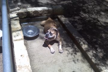 Phil Hardberger Dog Park (East) photo 1
